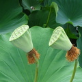 ハスの花痕20200817平塚（撮影　松本富美江）