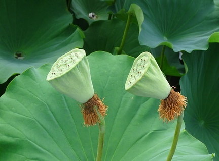 ハスの花痕20200817平塚（撮影　松本富美江）