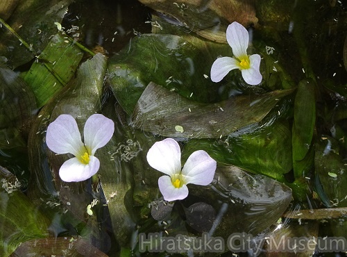 ミズオオバコ20200817平塚（撮影　松本富美江）.jpg