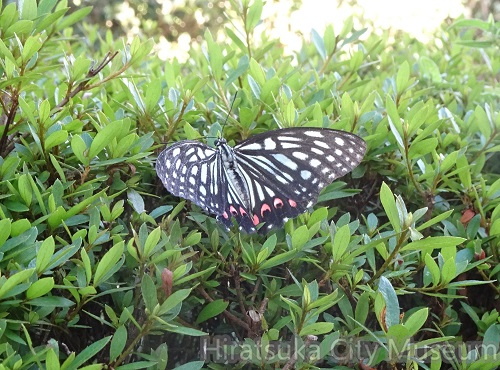 アカボシマダラ20200914平塚（撮影　松本富美江）.jpg