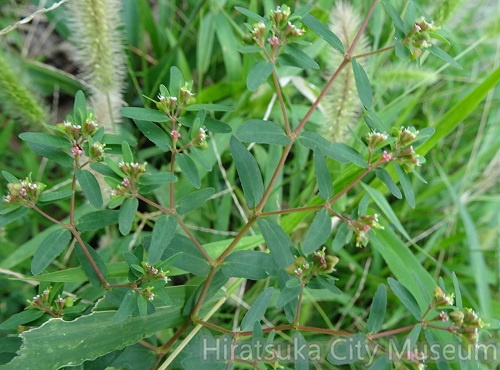 オオニシキソウ20200910平塚（撮影　松本富美江）.jpg