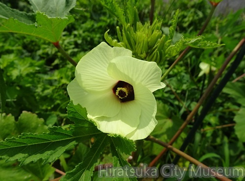 オクラの花20200905平塚（撮影　松本富美江）.jpg