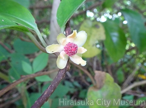 サネカズラ20200910平塚（撮影　松本富美江）.jpg
