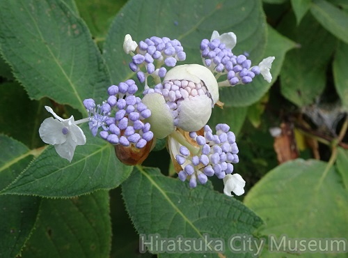 タマアジサイ20200905平塚（撮影　松本富美江）.jpg