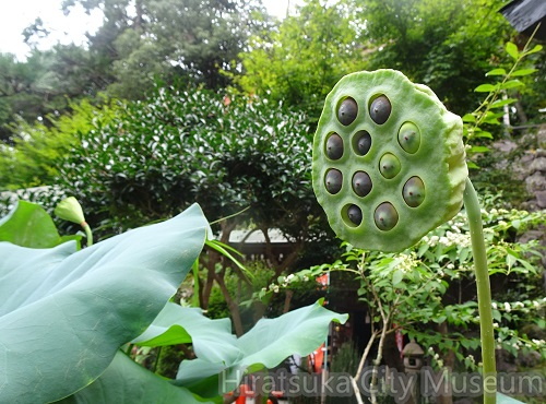ハスの実20200910平塚（撮影　松本富美江）.jpg
