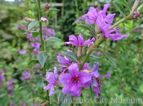 ミソハギ20200910平塚（撮影　松本富美江）.jpg