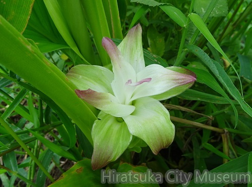 ミョウガの花20200910平塚（撮影　松本富美江）.jpg