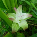 ミョウガの花20200910平塚（撮影　松本富美江）