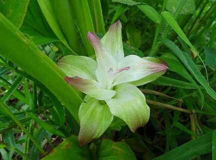 ミョウガの花20200910平塚（撮影　松本富美江）