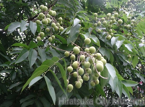 ムクロジ20200910平塚（撮影　松本富美江）.jpg