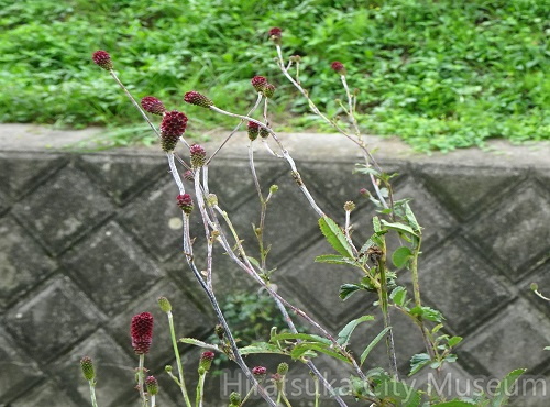 ワレモコウ20200910平塚（撮影　松本富美江）.jpg