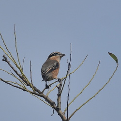 平塚と秦野の鳥（撮影　岡根武彦）