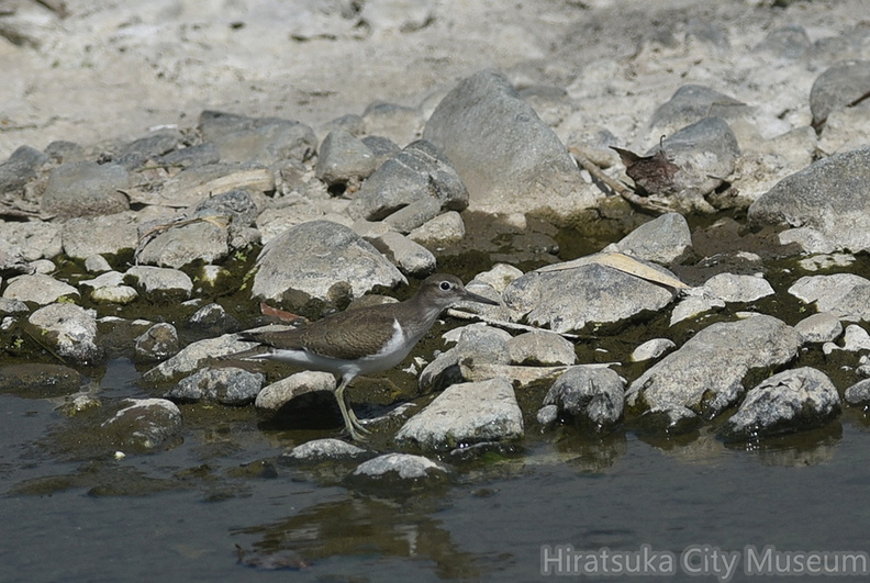 イソシギ20200829平塚（撮影　岡根武彦）.jpg