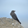 イソヒヨドリ♀20200910平塚（撮影　岡根武彦）