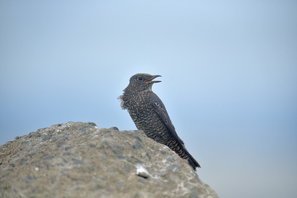 イソヒヨドリ♀20200910平塚（撮影　岡根武彦）