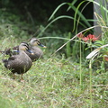 カルガモ20200916秦野（撮影　岡根武彦）