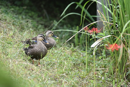 カルガモ20200916秦野（撮影　岡根武彦）