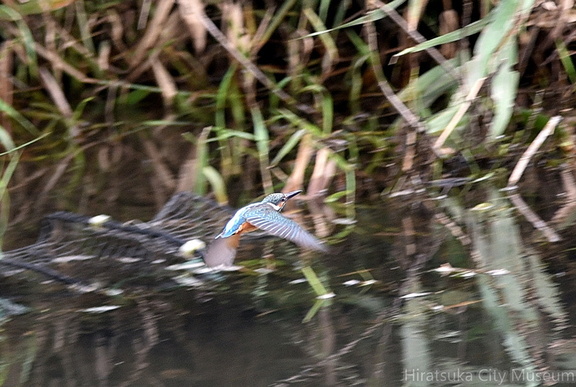 カワセミ♂20200927平塚（撮影　岡根武彦）