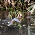 カワセミ♂20200927平塚（撮影　岡根武彦）