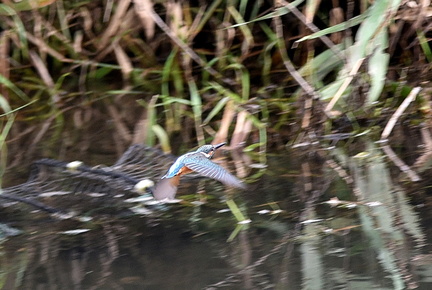 カワセミ♂20200927平塚（撮影　岡根武彦）