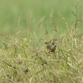 カワラヒワ20200915平塚（撮影　岡根武彦）
