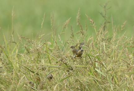 カワラヒワ20200915平塚（撮影　岡根武彦）