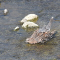 キジバト水浴び20200829平塚（撮影　岡根武彦）
