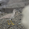 キアシシギ幼鳥20200901平塚（撮影　岡根武彦）