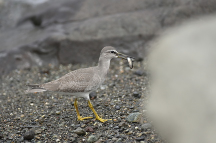 キアシシギ幼鳥20200901平塚（撮影　岡根武彦）