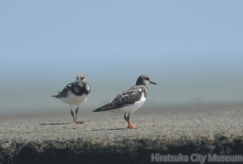 キョウジョシギ20200908平塚（撮影　岡根武彦）.jpg