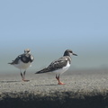 キョウジョシギ20200908平塚（撮影　岡根武彦）