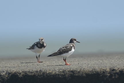 キョウジョシギ20200908平塚（撮影　岡根武彦）