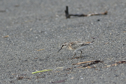 キリアイ20200908平塚（撮影　岡根武彦）