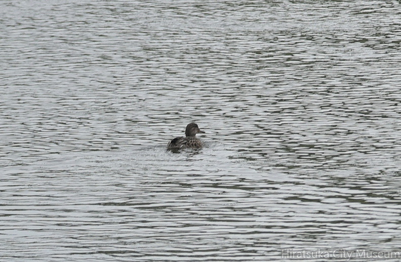 コガモ20200920平塚（撮影　岡根武彦）.jpg