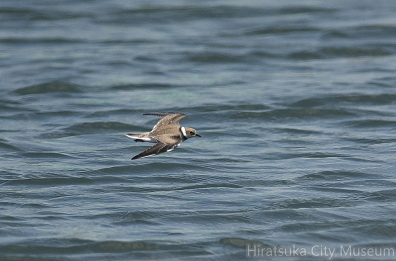 コチドリ20200826平塚（撮影　岡根武彦）.jpg