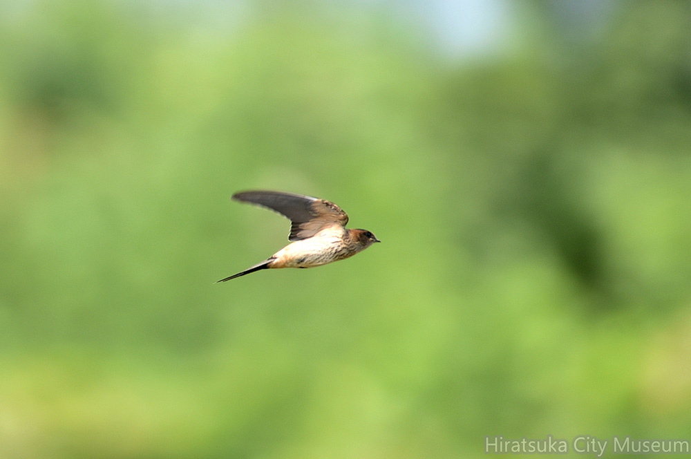 コシアカツバメ20200919平塚（撮影　岡根武彦）