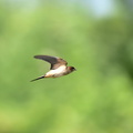 コシアカツバメ20200919平塚（撮影　岡根武彦）