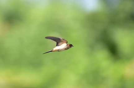 コシアカツバメ20200919平塚（撮影　岡根武彦）