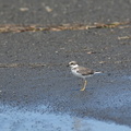 コチドリ幼鳥20200903平塚（撮影　岡根武彦）