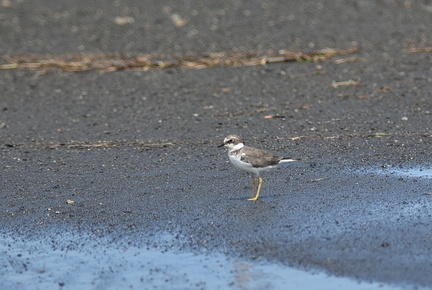 コチドリ幼鳥20200903平塚（撮影　岡根武彦）
