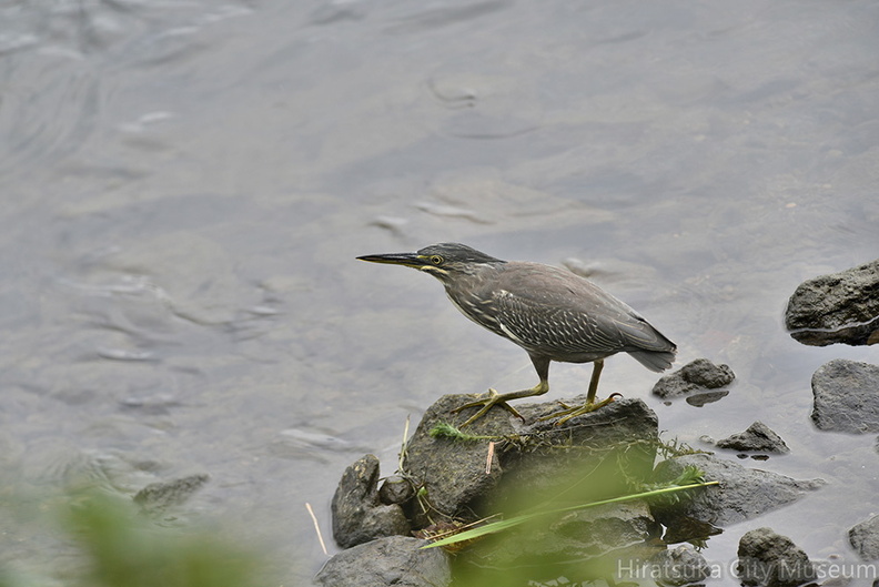 ササゴイ20200920平塚（撮影　岡根武彦）.jpg