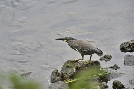 ササゴイ20200920平塚（撮影　岡根武彦）