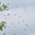 スズメ20200927平塚（撮影　岡根武彦）