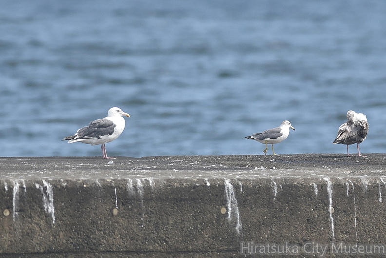 セグロカモメとウミネコ20200914平塚（撮影　岡根武彦）.jpg