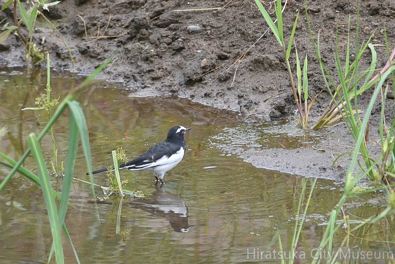 セグロセキレイ20200927平塚（撮影　岡根武彦）.jpg