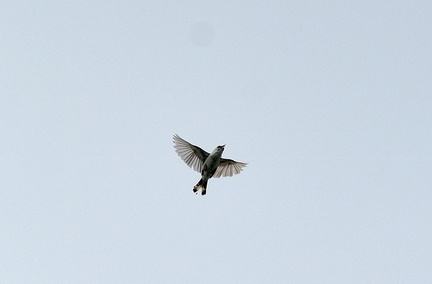 セッカ20200828平塚（撮影　岡根武彦）