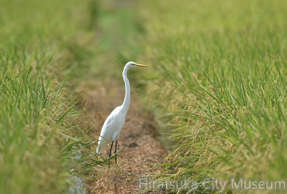 ダイサギ20200906平塚（撮影　岡根武彦）