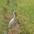 ダイサギ20200906平塚（撮影　岡根武彦）