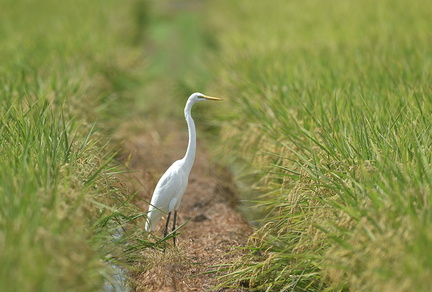 ダイサギ20200906平塚（撮影　岡根武彦）