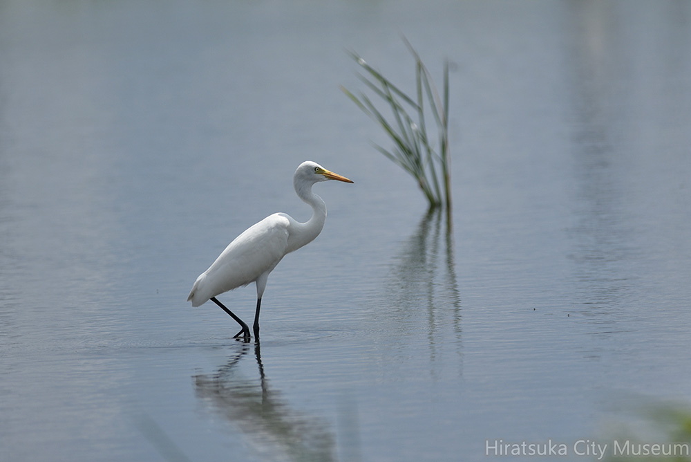 チュウサギ20200828平塚（撮影　岡根武彦）